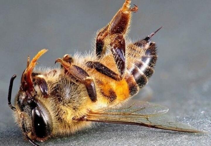 Массовой гибелью пчел в Краснодарском крае занялась прокуратура