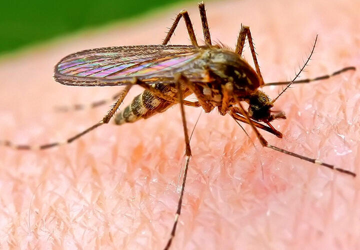 Токсиколог предупредил об отравлениях средствами от насекомых