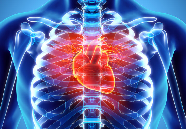 Ученые нашли новый способ лечения сердечной недостаточности