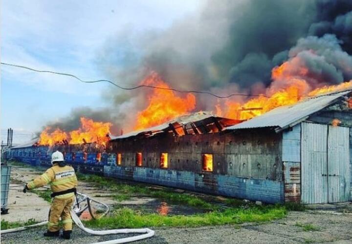 В Краснодарском крае крупный пожар уничтожил птичью ферму