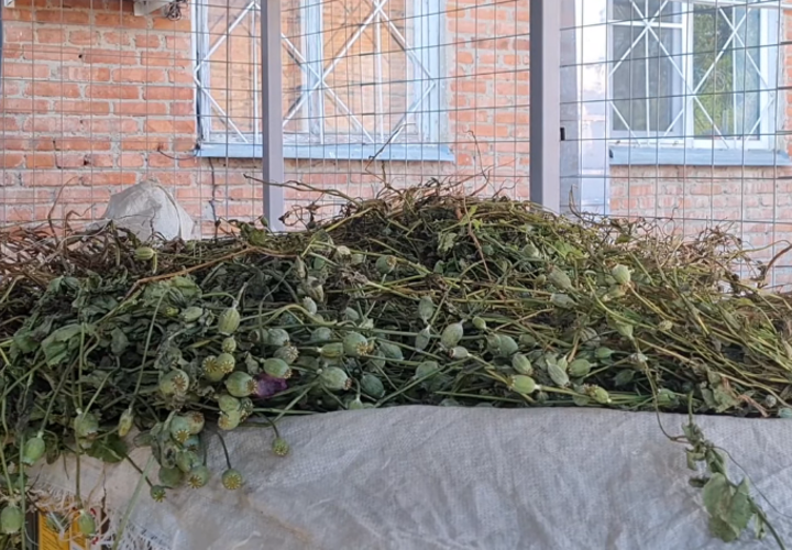 Две тысячи кустов мака изъяли у жителя Краснодарского края