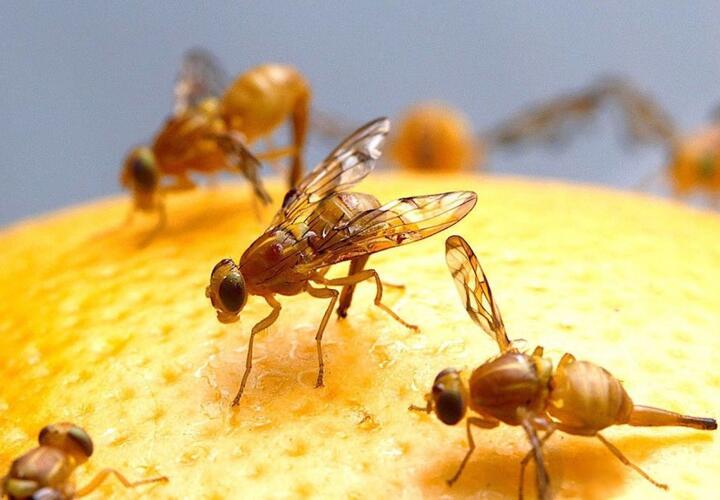 Россельхознадзор предупредил, что урожаю плодов угрожает азиатская муха