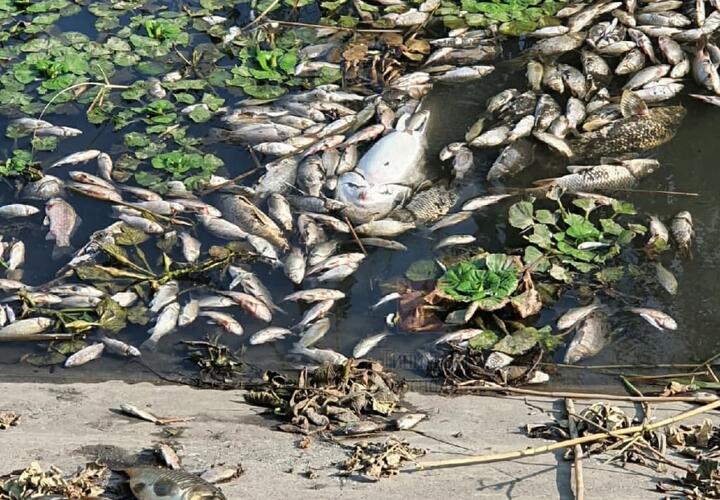 Специалисты назвали причину массовой гибели рыбы в Краснодаре 13 июля