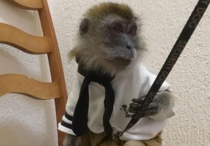 В Анапе задержаны фотоживодеры с енотом и ручной обезьяной