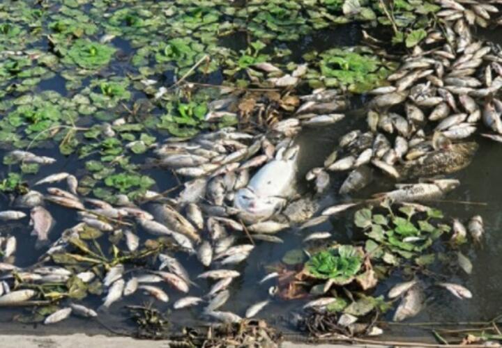 В Краснодаре на Карасунском озере массово погибла рыба