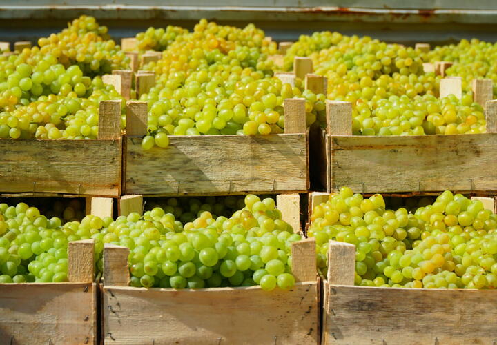 В порту Новороссийска «задержали» зараженный виноград