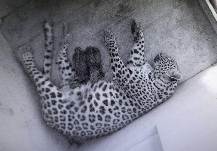 В Сочинском нацпарке на свет появились два детеныша леопарда