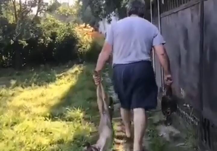 Житель Кубани издевался над псом, загрызшим курицу