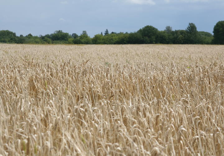 Из Краснодарского края пытались вывезти 2200 тонн пшеницы, зараженной вонючим грибком