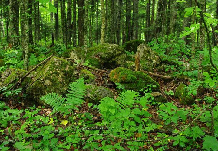 Ходить в леса Краснодарского края запретили до 27 августа