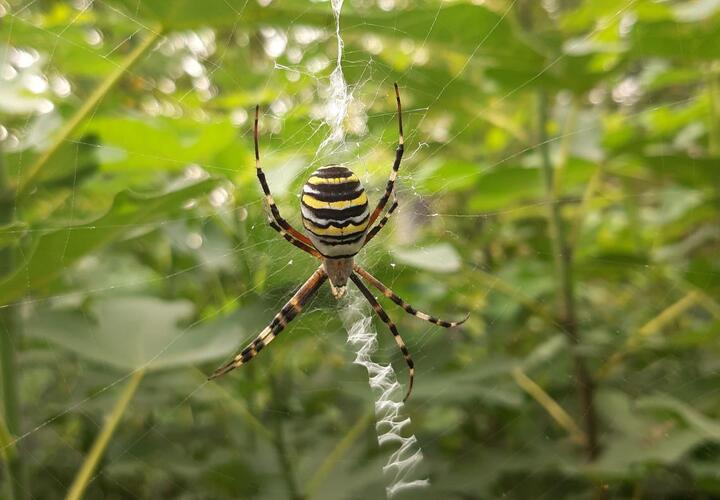 Кубанцев пугают ядовитые пауки-осы
