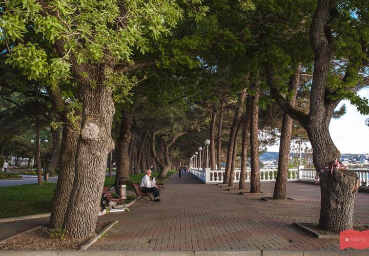 Мэрия Геленджика за 5 миллионов посчитает деревья в городе