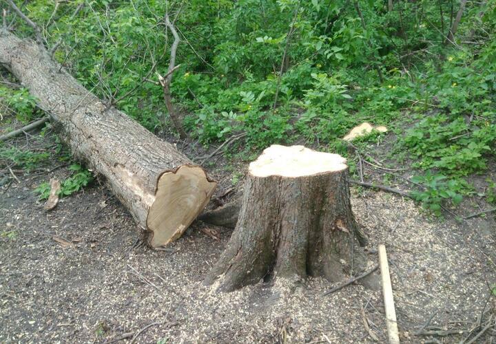 На дровосека, вырубившего деревья в центре Краснодара, завели уголовное дело