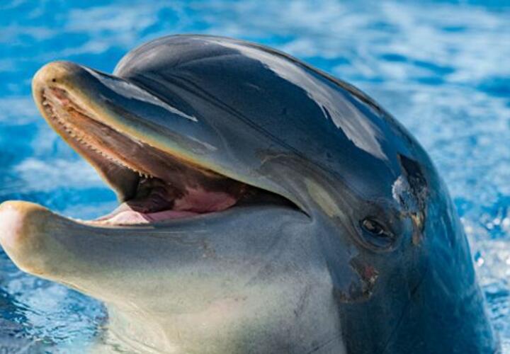 В дельфинарии под Анапой рассказали, удалось ли справиться с масляными пятнами