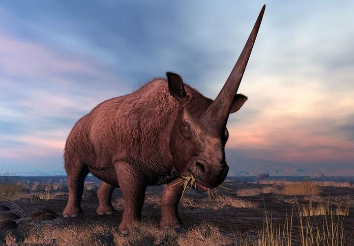 В Краснодарском крае обитали носороги