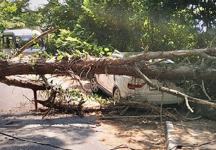 В Сочи на припаркованный автомобиль рухнуло дерево