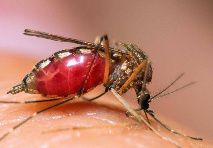 Жителям России угрожают комары-переносчики вируса