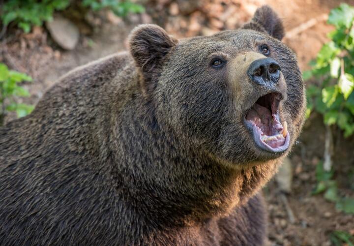 На Красной поляне медведь напал на туристов