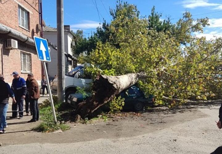 В Армавире ветер повалил деревья и порвал электропровода
