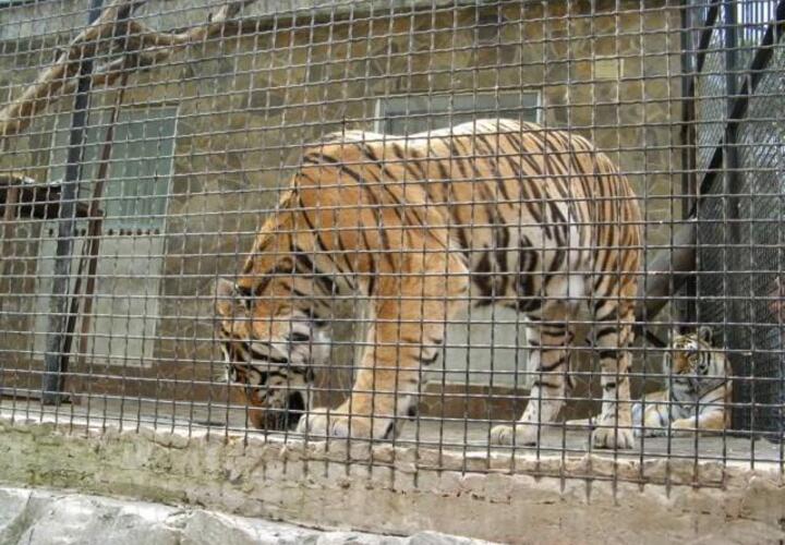 В Крыму СК завел уголовное дело после того, как тигр напал на ребенка