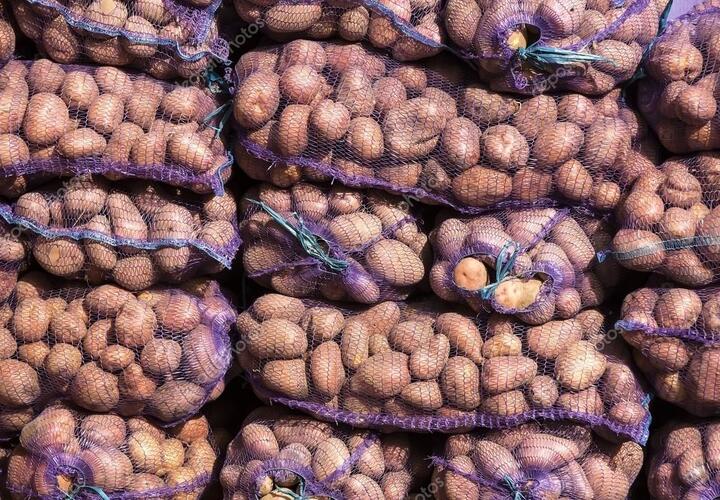 В Новороссийск привезли 24 тонны картофеля с молью