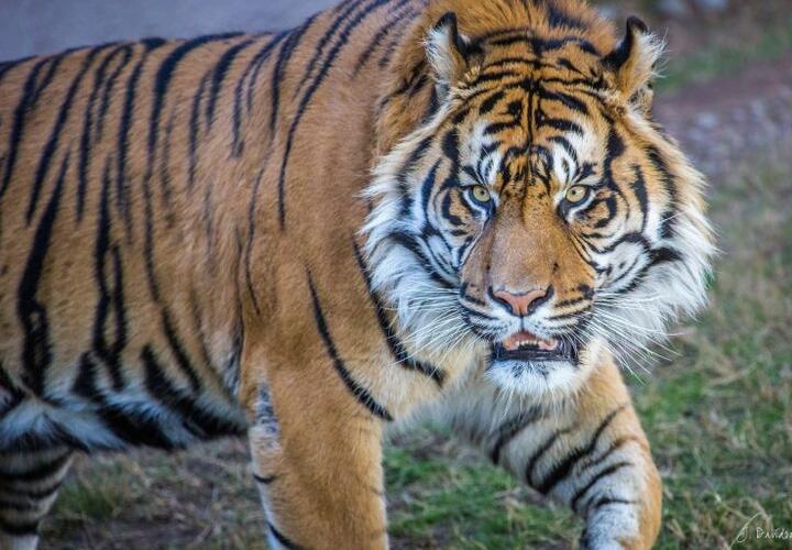 Жительница Краснодара рассказала о сыне, которому откусил палец тигр