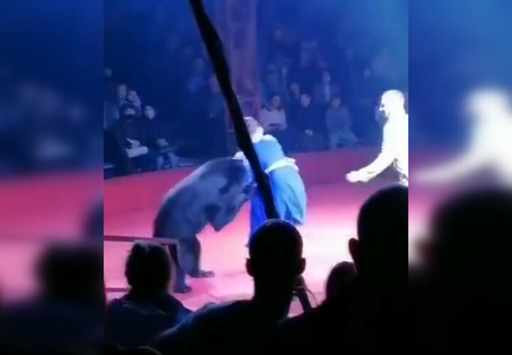 В цирке медведь напал на беременную дрессировщицу ВИДЕО