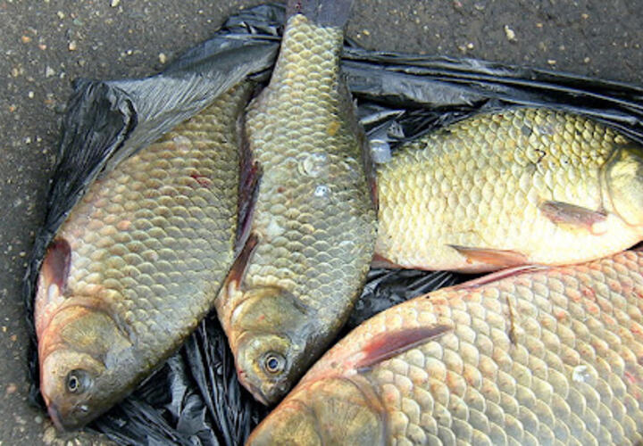 В Краснодарском крае у рыбы обнаружена паразитическая катаракта