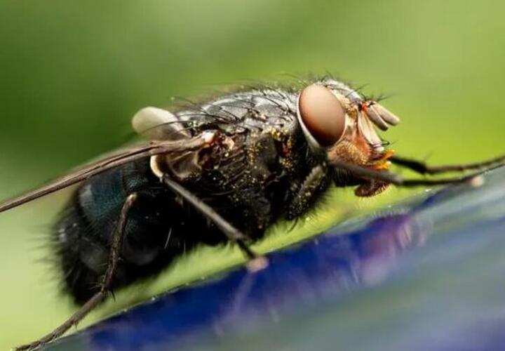 Космические мухи помогут повысить репродуктивность мужчин