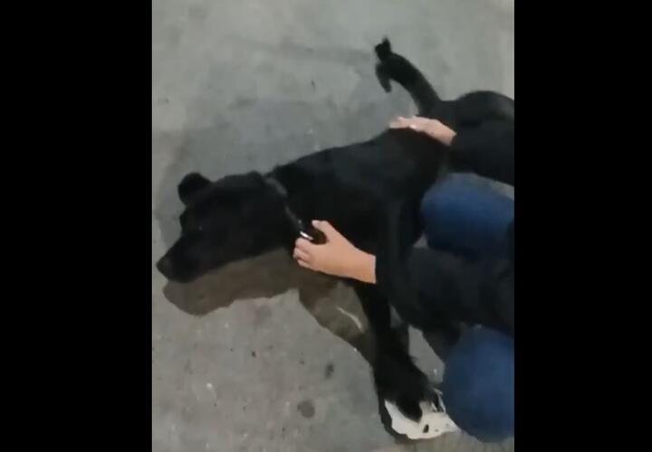 Пес, которого душил охранник сочинского отеля, выжил ВИДЕО