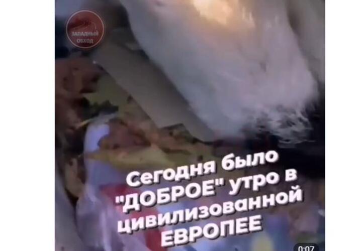 В мусорных баках Краснодара нашли мертвых собак ВИДЕО