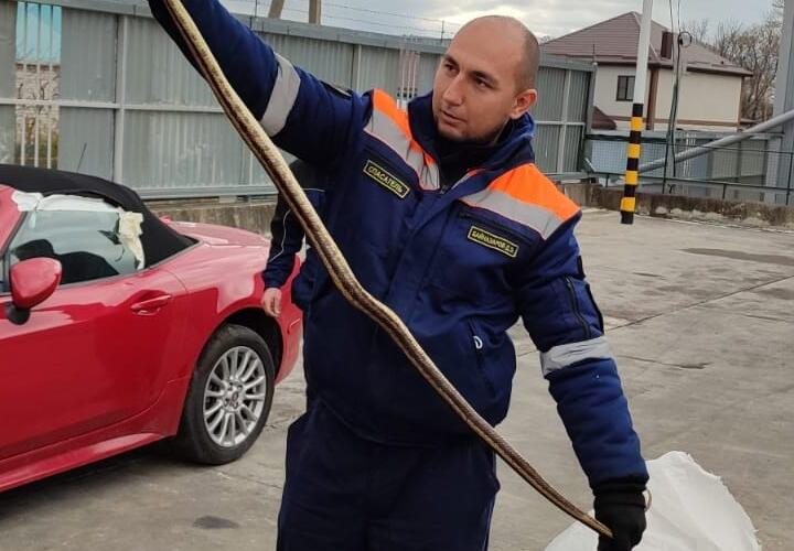 В Новороссийске змея на капоте машины напугала водителя