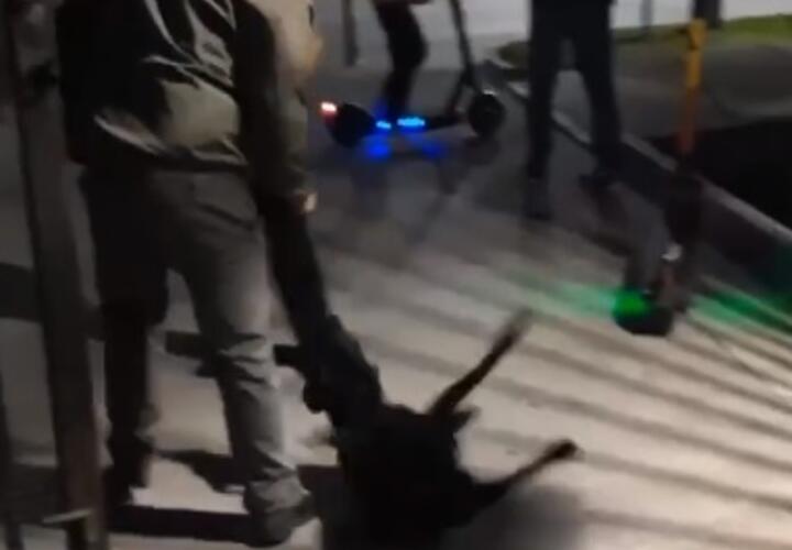 В Сочи охранник отеля душил собаку ВИДЕО