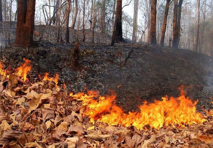 В Туапсинском районе горит лес