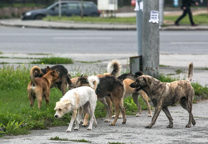 Массовым нападением собак на жителей Краснодара занялась прокуратура