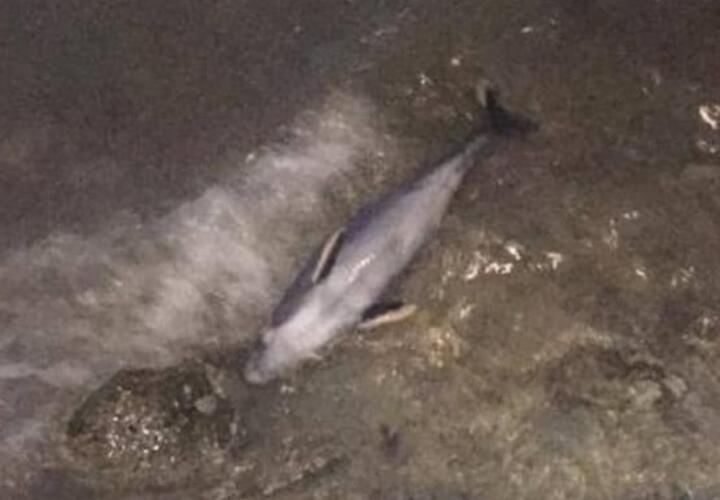 На пляже Геленджика обнаружили мертвого дельфина