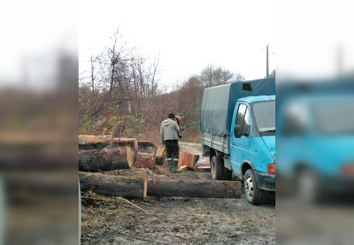 Спил деревьев в Туапсинском районе происходит с согласия местной власти ВИДЕО