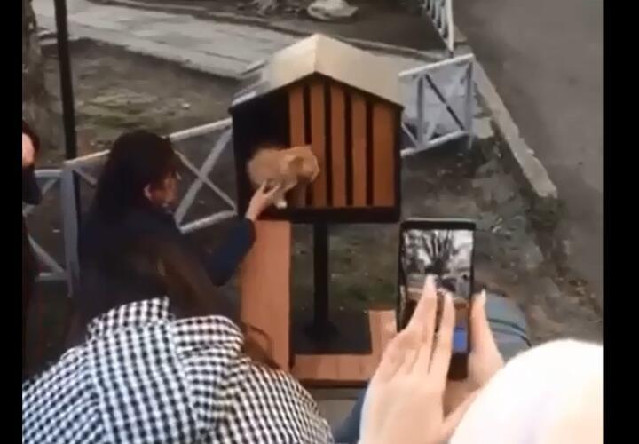 В Анапе появился квартал с домами для уличных котов ВИДЕО