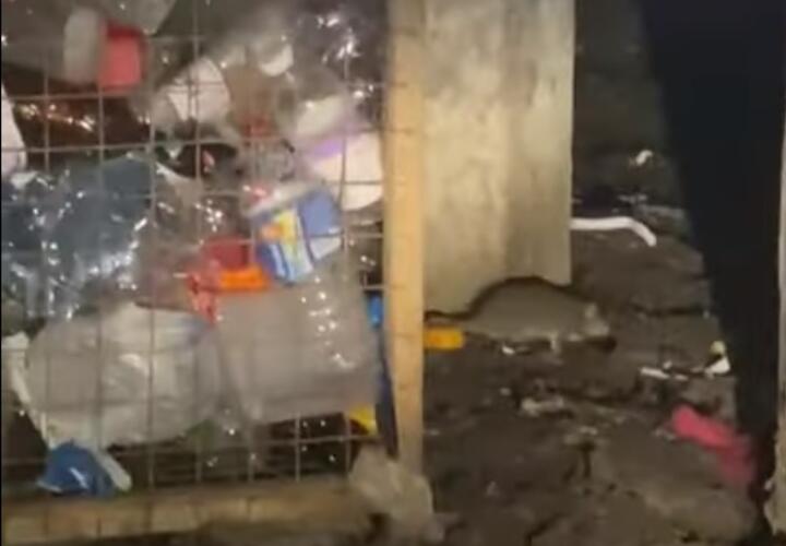 В Краснодаре жирные крысы оккупировали мусорки Прикубанского округа