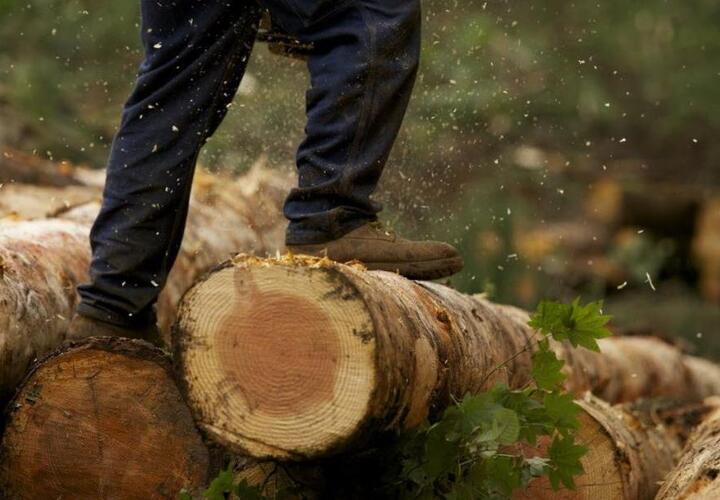 В Краснодарском крае мужчина вырубил ценные породы леса на 6 млн