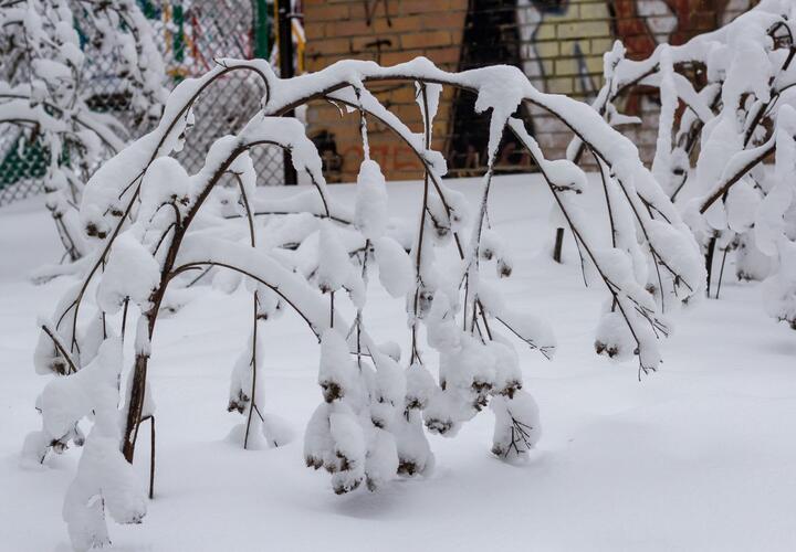 В Краснодарском крае сегодня возможно налипание мокрого снега