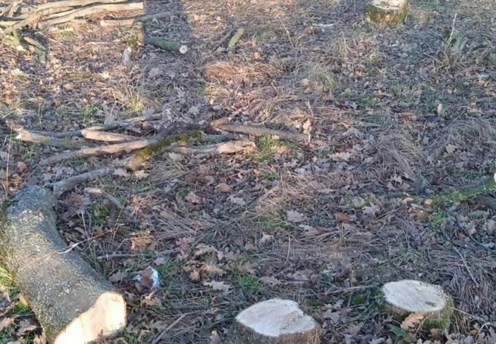 В Краснодарском крае вырубили порядка 200 дубов и вязов
