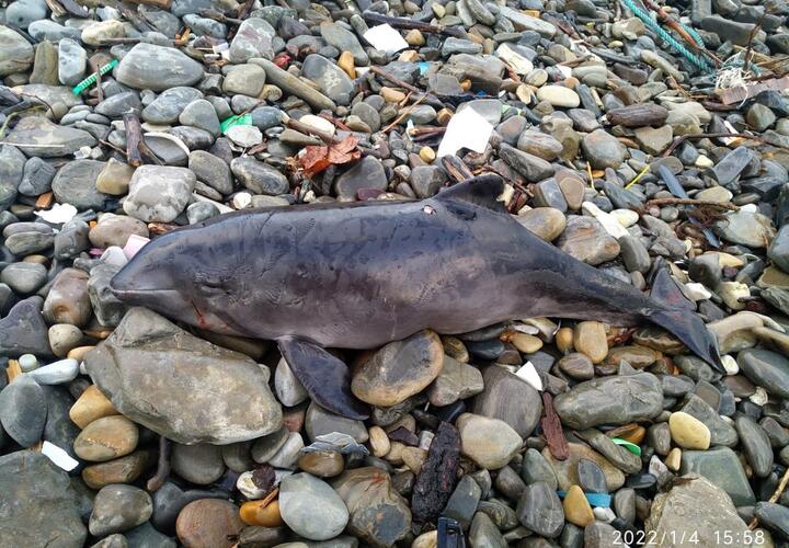 На пляжах Черного моря обнаружили мертвых китообразных 