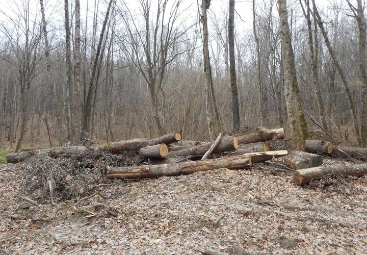 Под Анапой вырубили деревья почти на 3,5 миллиона рублей