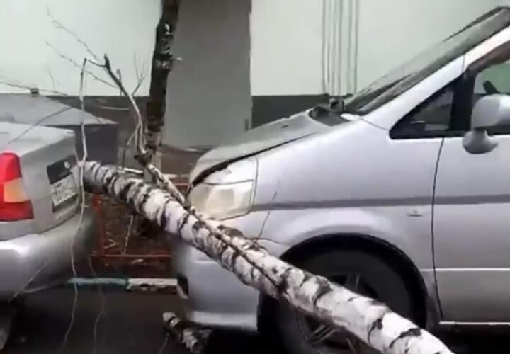 В Краснодаре на машины рухнуло дерево ВИДЕО