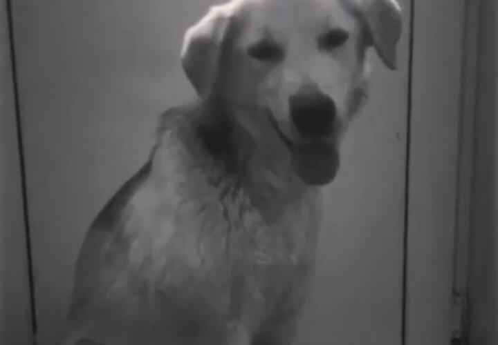 В Сочи осудили живодера, забившего битой бездомную собаку Дашу