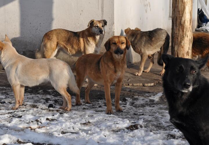 Без паники: власти Краснодара продолжат выпуск бездомных собак