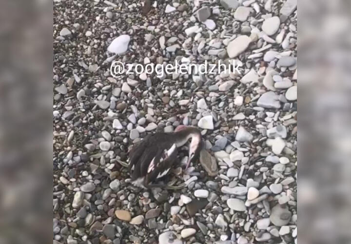 В Геленджике берег моря покрылся мертвыми птицами ВИДЕО