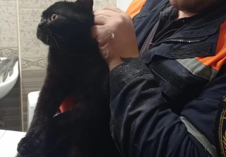 В Новороссийске перепуганный кот застрял в трубах уборной