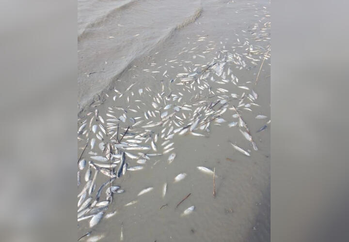 В Щербиновском районе Кубани произошла массовая гибель рыбы